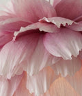 Lotus Rosa Hvit – Taklampe – detaljbilde 4